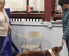 How to Teach Hand Target to Dogs for Polite Greetings And Redirection