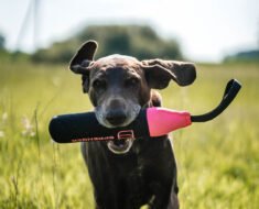 How to Teach Left And Right Directional Cues to Dogs for Fetch