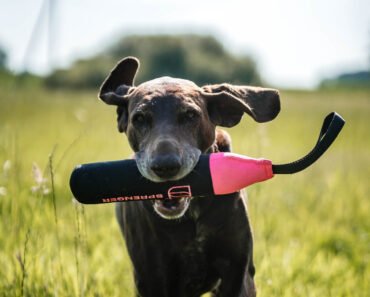 How to Teach Left And Right Directional Cues to Dogs for Fetch