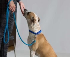 How to Teach Loose Leash Walking to Dogs Using the Stop And Go Method