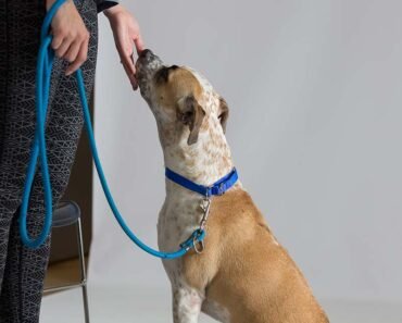 How to Teach Loose Leash Walking to Dogs Using the Stop And Go Method
