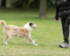How to Teach the Place Cue to Dogs for Dinner Time With Guests