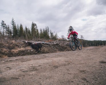How to Train a Dog to Heel beside a Bicycle Safely With Gradual Steps