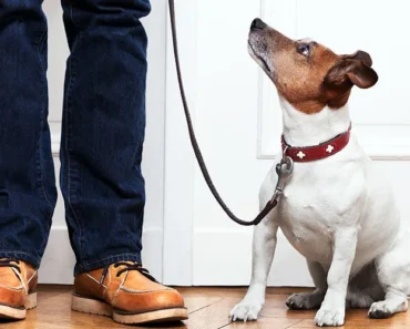 How to Train Calm Crate Entries And Exits for Dogs With Door Manners