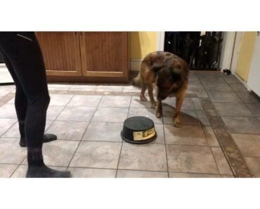 How to Train Heel Position for Dogs Using Pivots And Lure Fading
